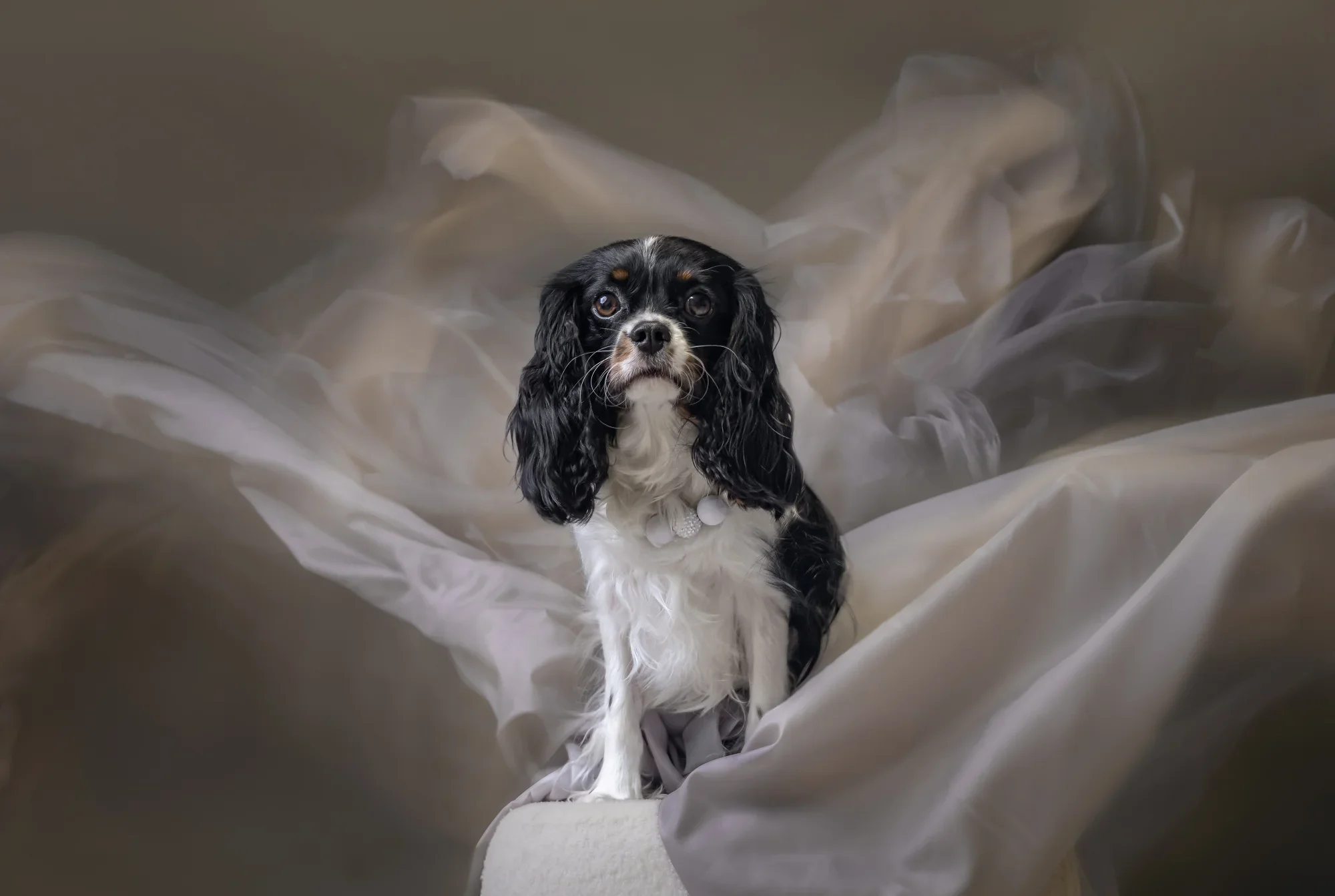 Furtographer hero photo 3. Photo: Furtographer