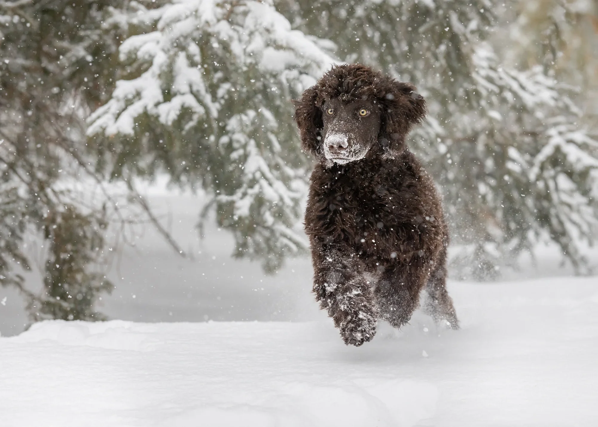 Photo by Sam Coral Photography, Saguenay, QC