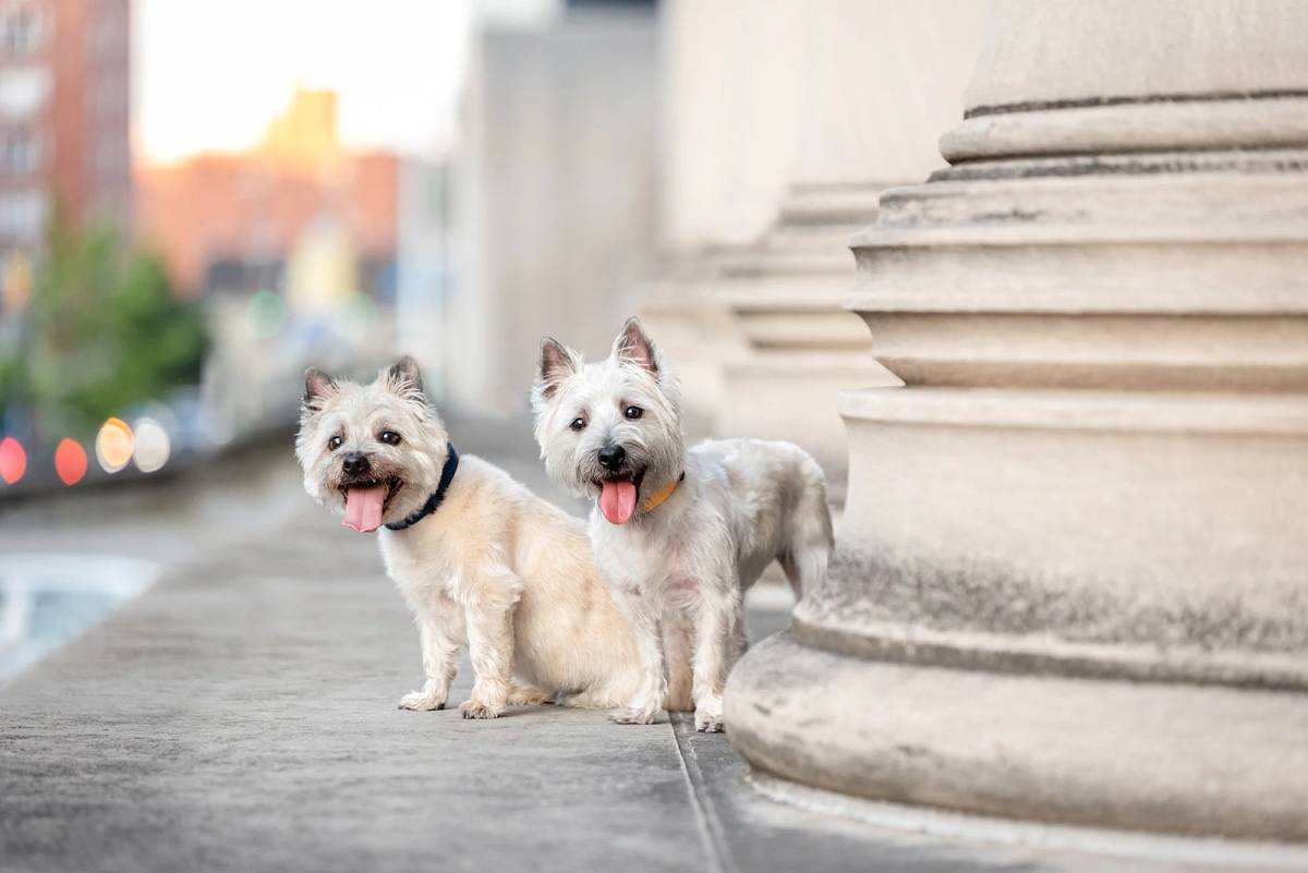 Pet photo by Bark & Gold Photography, Pittsburgh, PA