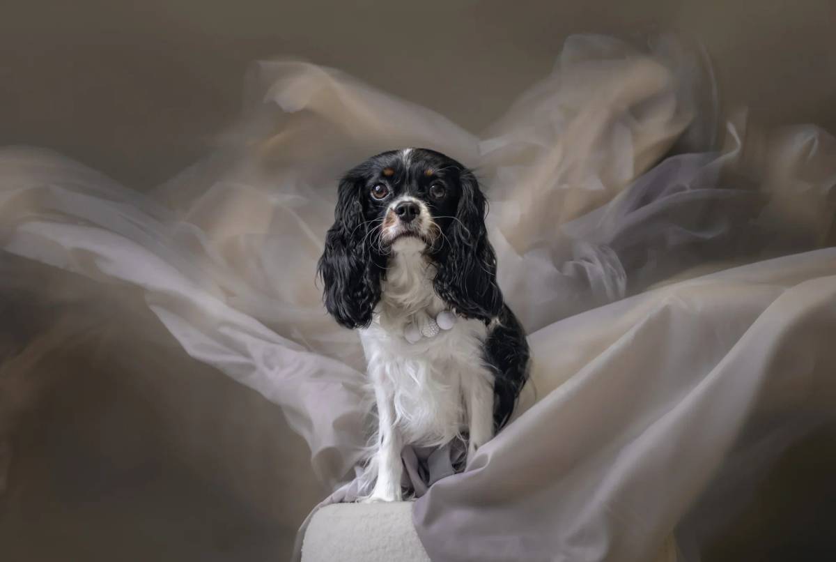 Pet photo by Furtographer, Sydney, NSW